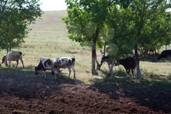 herd of cows under trees