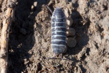 Closeup view of a woodlice bug walking on the dirt. 
