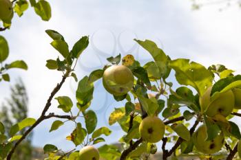 Apples on the tree on the nature