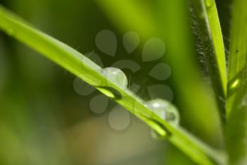 drop of dew on the grass. macro