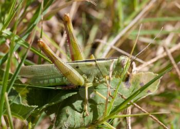 green grasshopper in the grass . macro