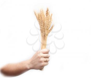 Wheat in hand on white background