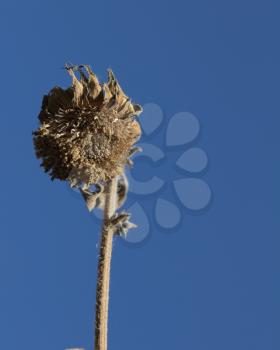 old dry sunflower on a background of blue sky
