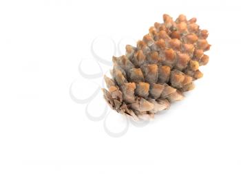 fir-cone on a white background