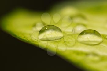 drop on a green leaf. macro