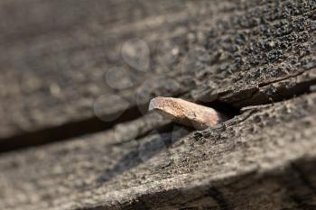 Rusty nail in wood. macro