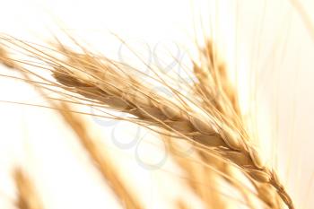 ripe wheat as background. macro