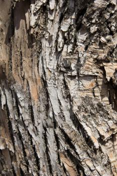 tree bark as background