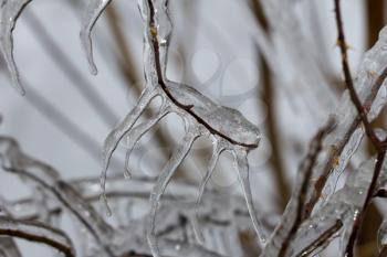 Close-up of ice on a tree in winter