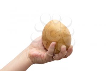 potatoes in a hand on a white background