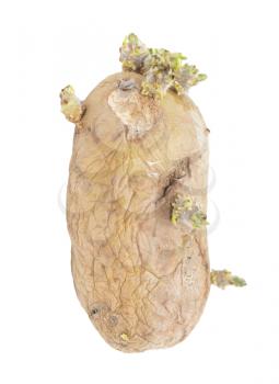 old potatoes on a white background