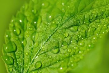 beautiful raspberry leaves in drops of water in nature