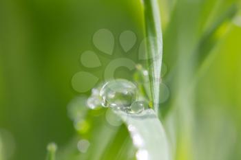 water drops on grass nature. macro