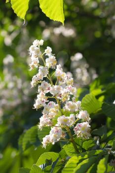 beautiful flowers of chestnut in nature