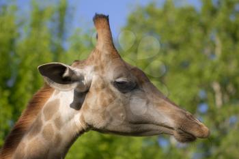 giraffe's head in the nature