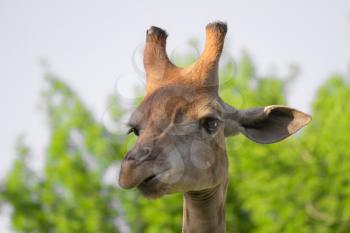 giraffe's head in the nature