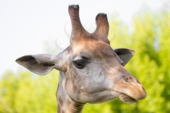 giraffe's head in the nature