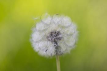 beautiful dandelion on nature