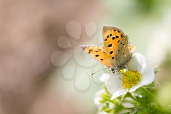 beautiful butterfly in nature. macro