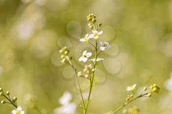 small white flowers in nature. macro
