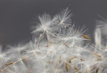 dandelion on a black background. macro