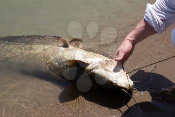 fisherman with a big catfish