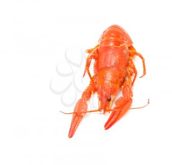 red crayfish on a white background