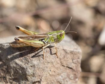 grasshopper on a stone. macro