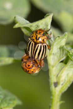 Colorado potato beetle in nature. macro