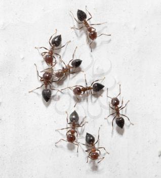 ants on a white wall. macro