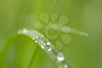 water drops on grass in nature with beautiful bokeh