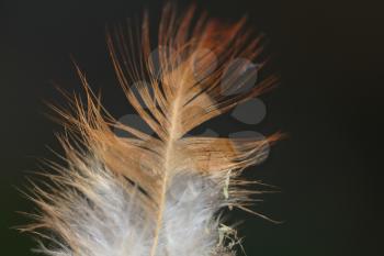 feather on a black background. macro