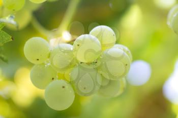 fresh ripe grapes on the nature