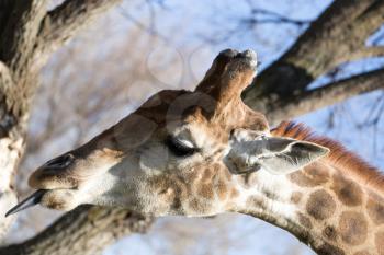 Giraffe shows a great language in nature