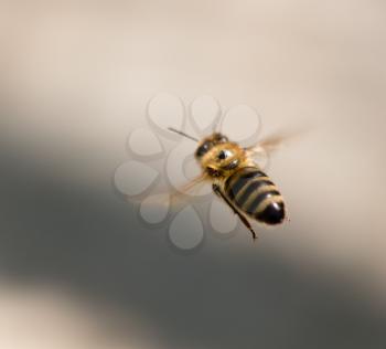Bee in flight in the sky in the open air