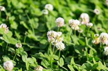White flowers on a clover in a park in nature