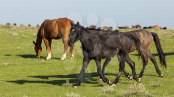 Horses in pasture on nature in spring