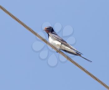 Swallow bird on the electric wire
