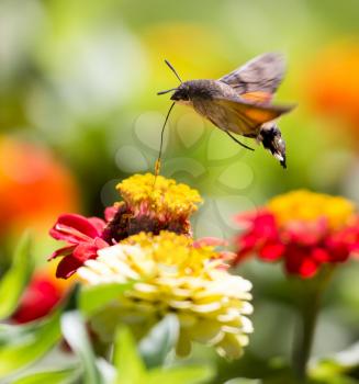 Butterfly in flight gathers nectar from flowers .