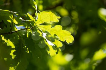 Green leaves on an oak tree in the nature .