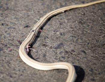 Auto crippled a snake on the road .