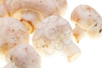 Fresh mushrooms champignons on a white background