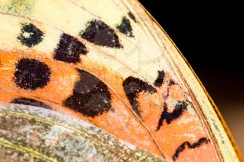 Drawings on the wing of a butterfly as a background .
