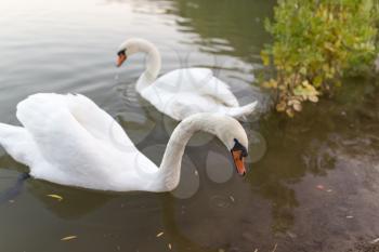 two swans in a pond in nature