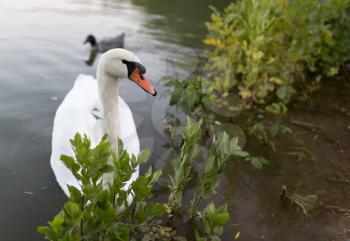 Swan in a pond in nature