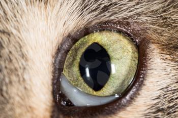 cat's eyes. macro