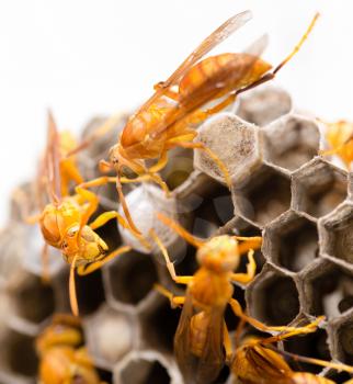 yellow wasp on the honeycomb in nature. macro