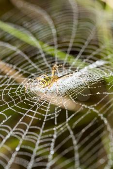 the spider sits on a wet web .