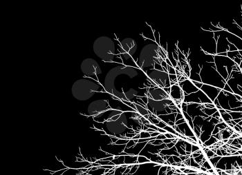 tree branches on a black background
