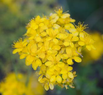 beautiful yellow flowers in nature